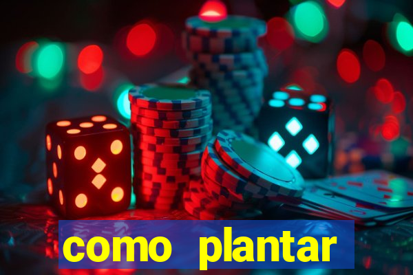 como plantar gergelim no vaso